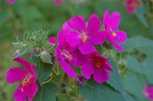 rock rose 